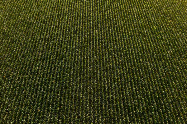 ドローンのPovから緑のトウモロコシ畑の空中ビュー トウモロコシのプランテーションの高角度ビュー — ストック写真