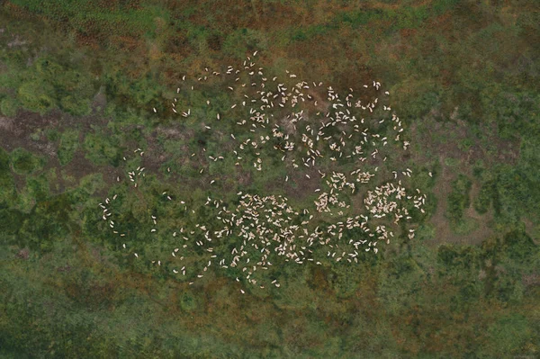 Koyun Sürüsü Otlağı Pov Yukarıdan Aşağıya Havadan Görünüşü — Stok fotoğraf