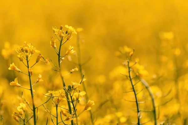 Krásné Kvetoucí Pole Řepky Olejné Brassica Napus Květu Selektivní Zaměření — Stock fotografie