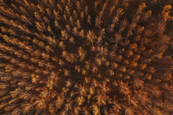 Cottonwood Forest Autumn Top View Drone Photography — Stock Photo, Image