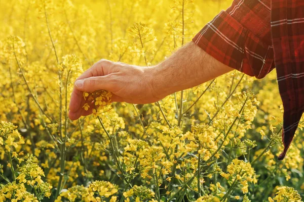 耕作地の菜の花畑を保有する農家の手を閉じて 農園を調べる農家 — ストック写真