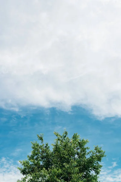 空に対する緑の木 コピースペースと最小限の抽象的な組成 — ストック写真
