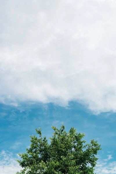 Albero Verde Contro Cielo Composizione Astratta Minima Con Spazio Copia — Foto Stock