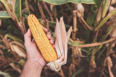 Mısır tarlasında mısır tarlasında mısır tutan tarım işçisi.