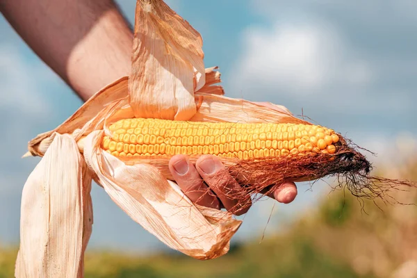 Агроном Держит Кукурузу Початках Поле Время Сбора Урожая Кукурузы — стоковое фото