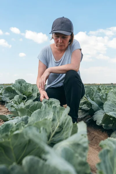 Kadın Çiftçi Tarım Uzmanı Sebze Bahçesindeki Beyaz Lahana Mahsulünü Yapımı — Stok fotoğraf