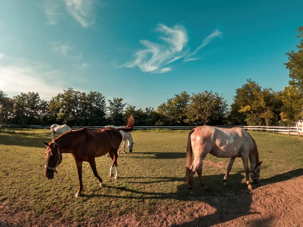 夏の日没に農場のパドックで草を食べる馬 — ストック写真
