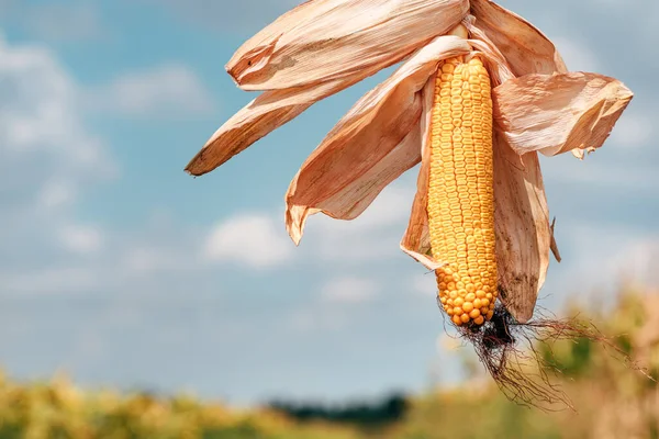 Kukoricacsutka Kukoricaföldön Betakarításra Kész — Stock Fotó
