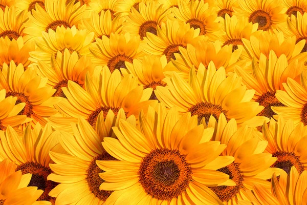 Zonnebloemenveld Mooie Gele Gewone Zonnebloempitten Die Een Patroon Vormen — Stockfoto