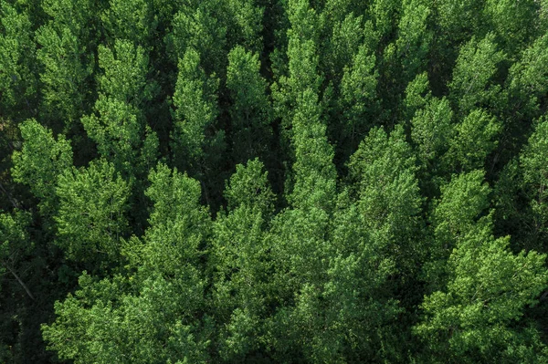 晴れた夏の日に緑のアスペンの木の森のドローン写真 高角度ビュー — ストック写真