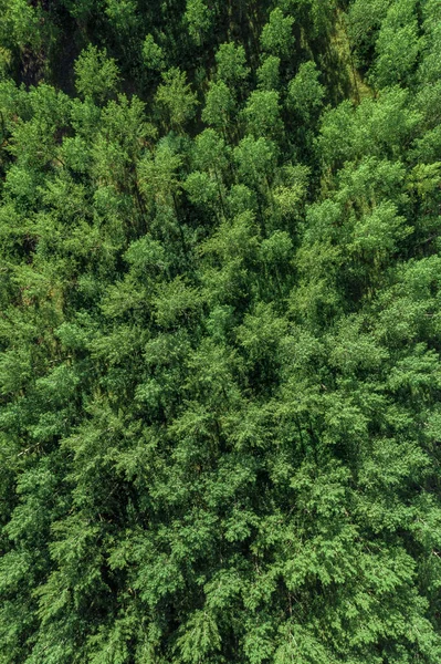 晴れた夏の日に緑のアスペンの木の森のドローン写真 高角度ビュー — ストック写真
