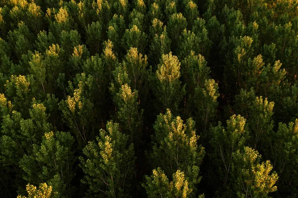 Floresta Álamo Verde Pontos Vista Drone Vista Aérea Floresta Álamo — Fotografia de Stock