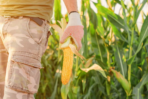 Agricultor Que Detém Milho Espiga Campo Durante Colheita Milho — Fotografia de Stock