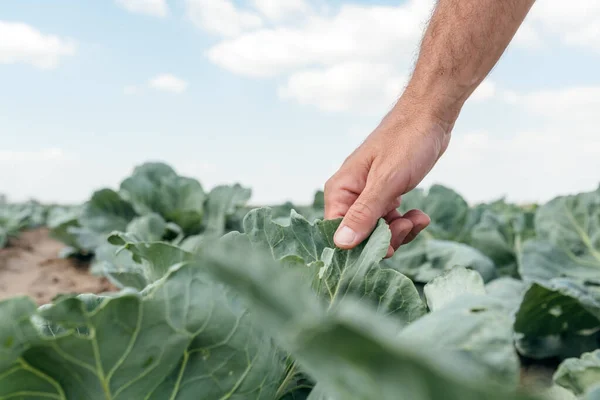 Mies Viljelijä Agronomi Tutkii Valkokaali Kasvi Kasvien Kehitystä Vihannespuutarhassa Kotimaisia — kuvapankkivalokuva