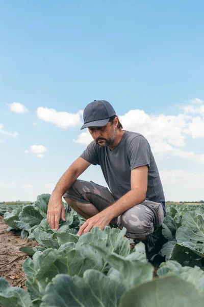 Mužský Zemědělec Agronomik Zkoumá Vývoj Bílých Zelných Plodin Zeleninové Zahradě — Stock fotografie