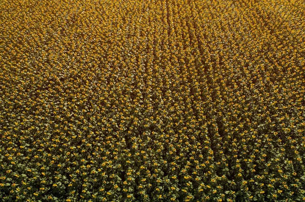 Luchtfoto Van Grote Eindeloze Bloeiende Zonnebloemenveld Zomer Van Drone Pov — Stockfoto