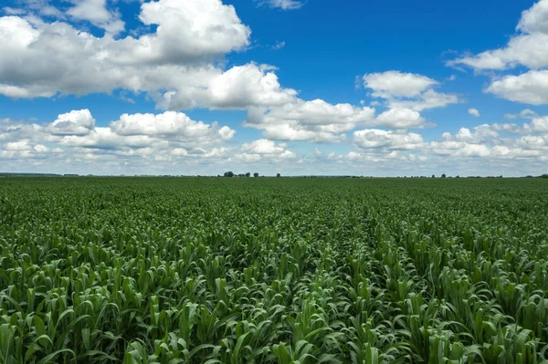 Drone Fotografie Hoge Hoek Uitzicht Groen Onrijpe Maïsveld Zomer Gecultiveerde — Stockfoto