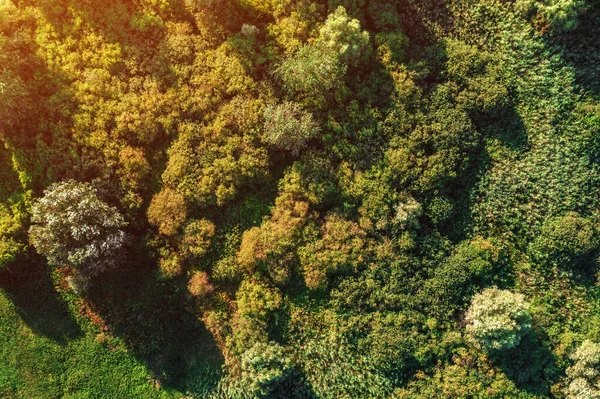 Vista Aérea Paisagem Rural Não Cultivada Com Árvores Arbustos Pontos — Fotografia de Stock