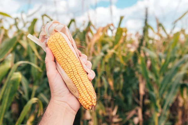 Agronomist Trzyma Kukurydzę Kolbie Polu Podczas Zbiorów Kukurydzy — Zdjęcie stockowe