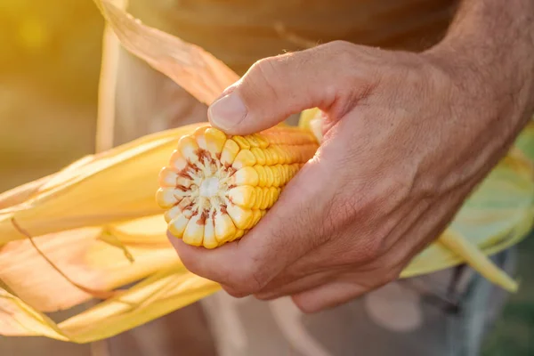 Agronomo Che Tiene Mais Sulla Pannocchia Nel Campo Durante Raccolto — Foto Stock