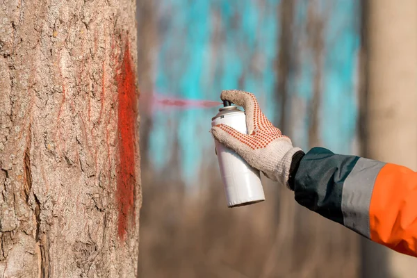 Técnico Florestal Marcando Tronco Árvore Para Corte Processo Desmatamento Floresta — Fotografia de Stock