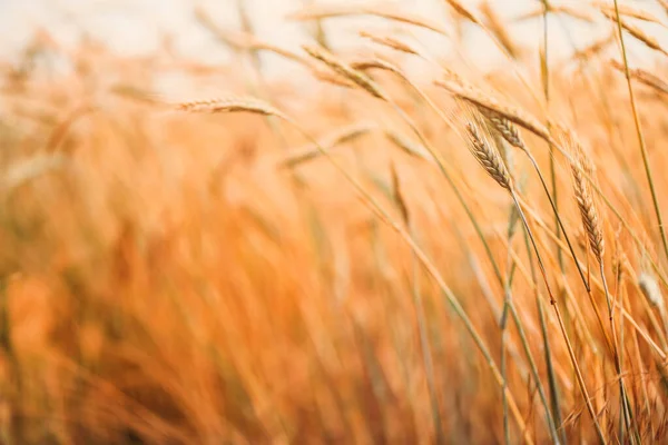 Ripe Gerst Gewassen Geteeld Veld Selectieve Focus — Stockfoto