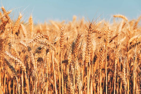 Сбор Пшеничного Поля Летом Селективная Концентрация — стоковое фото