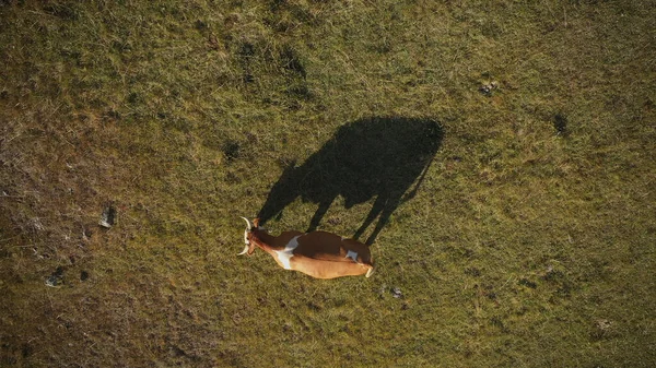 Bovenaanzicht Luchtfoto Van Koeien Grazen Weiland Drone Pov — Stockfoto