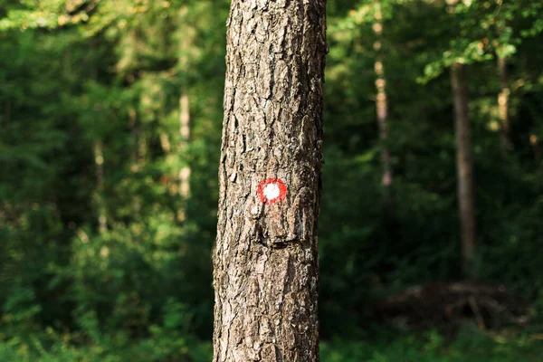 森の中の木の幹にマークハイキングトレイル 選択的フォーカス — ストック写真