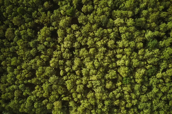 Vista Aérea Floresta Algodão Árvores Verdes Pontos Vista Drone Vista — Fotografia de Stock