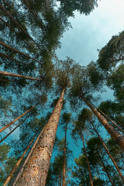 Sırbistan Zlatibor Bölgesindeki Yüksek Çam Ağaçlarının Alçak Görüş Açısı — Stok fotoğraf