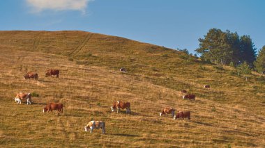 Sırbistan 'ın güneybatısındaki Zlatibor bölgesinin güzel manzarası olan çayırlık yamaçta sığır sürüsü otluyor.