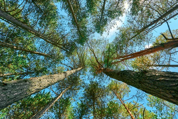 Sırbistan Güneybatısındaki Zlatibor Bölgesinde Sonbaharda Yüksek Çam Ağaçlarının Alçak Açılı — Stok fotoğraf