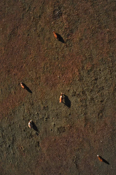 Otlakta Otlayan Beş Inek Çimen Tarlasına Gölge Düşüren Hava Manzarası — Stok fotoğraf