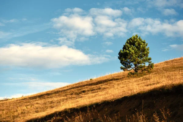 Одинокая Золотая Сосна Склоне Холма Златиборском Крае Юго Запад Сербии — стоковое фото