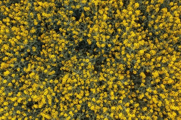 Aerial View Blooming Rapeseed Field Canola Flowers Top View — Stock Photo, Image