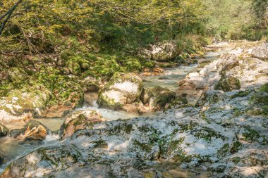 Slovenya 'nın Triglav Ulusal Parkı' ndaki Mostnica vadisinde akan su ve yosunlu kayaların olduğu manzaralı dağ deresi. Seçici odak.