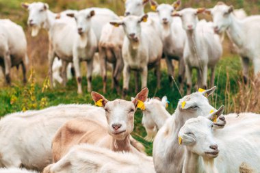 Çiftlik ağılındaki tuhaf keçi sürüsü komik ifadelerle doğrudan kameraya bakıyor. Seçici odak.