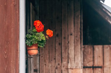 Yazın geleneksel bir Sloven çiftlik evinin duvarına kırmızı Pelargonium çiçekleri asılıydı. Seçici odak.