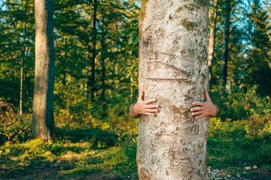 Yeşil ormanda büyük bir ağaç gövdesine sarılan eller, çevre koruma ve doğa sevgisinin sembolü. Seçici odak.