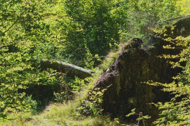 Yoğun yeşil ormanda yatan köksüz ağaç doğa gücünün ve orman çürümesinin sembolü. Seçici odak