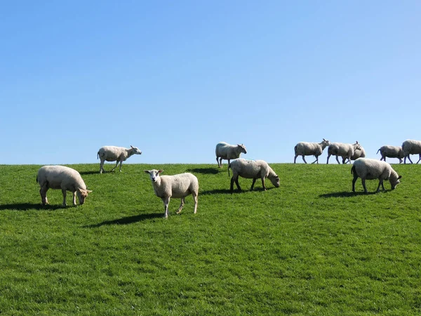 stock image Herd of sheep grazing on the slope