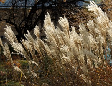 Gıda Çince (gıda sinensis) Güz salkım