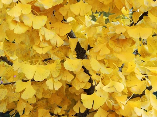 Background Yellowed Ginkgo Leaves Ginkgo Biloba — Stock Photo, Image