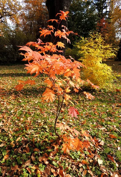 Japanese Maple Acer Japonicum Autumn — Stock Photo, Image