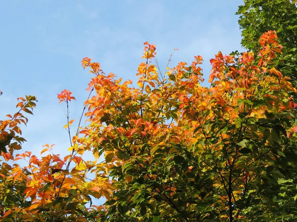 Ahorn Henry Acer Henryi Pax Herbst — Stockfoto