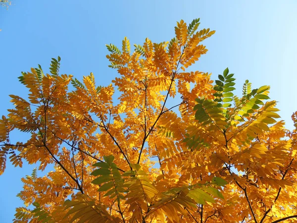 Follaje Nogal Manchú Juglans Mandshurica Otoño — Foto de Stock