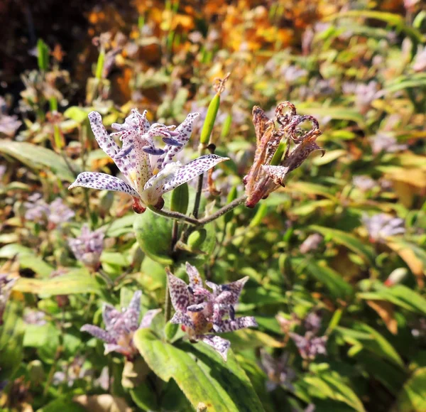 Tricyrtis Stolonifera Autumn Flower Bed — Stock Photo, Image