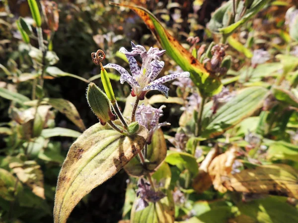 Tricyrtis Stolonifera Macizo Flores Otoño — Foto de Stock