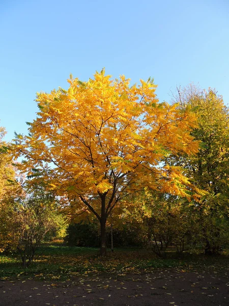Manchu Walnut Juglans Mandshurica Foliage Autumn — Stock Photo, Image